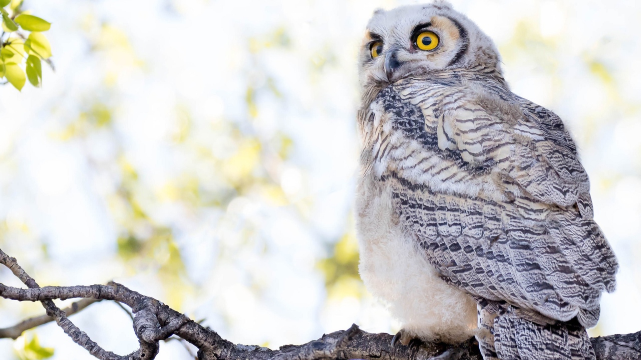 Большая серая сова с желтыми глазами на ветке 