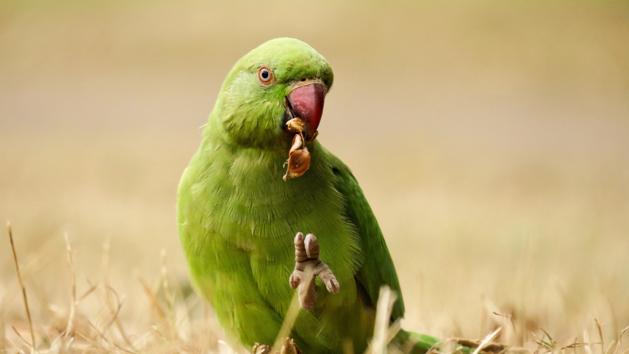 Зеленый попугай ест на траве