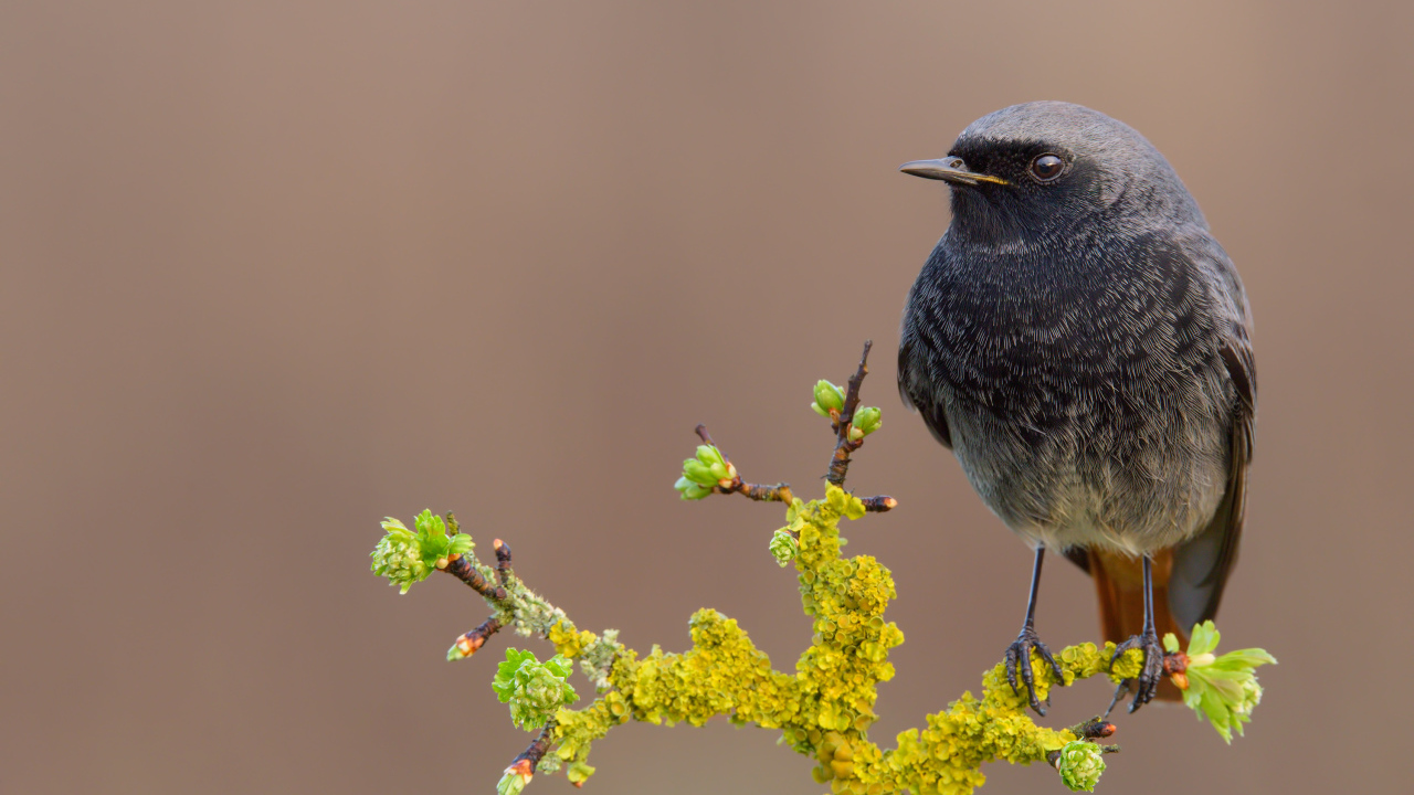Маленькая птица сидит на ветке