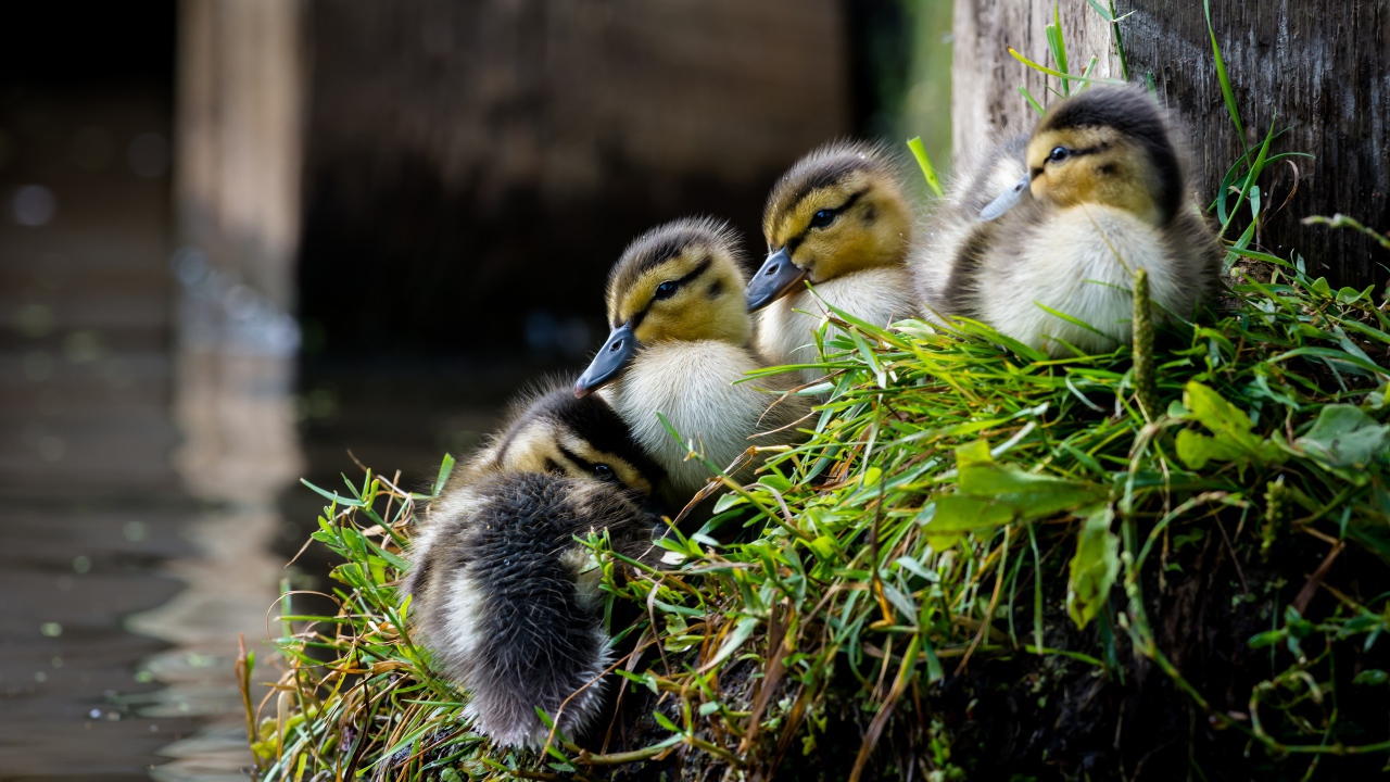 Маленькие утята сидят на траве у пруда 