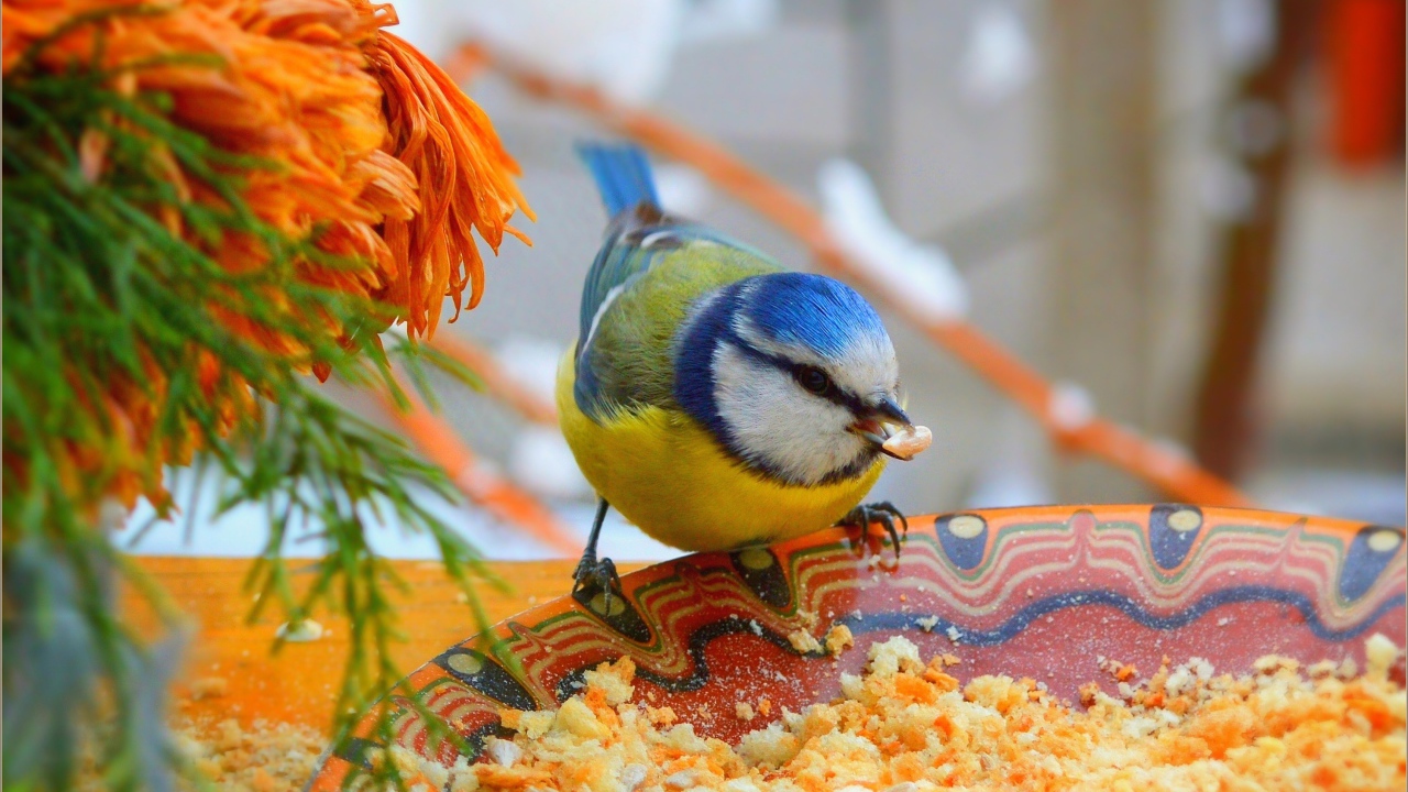 Маленькая синица клюет крошки