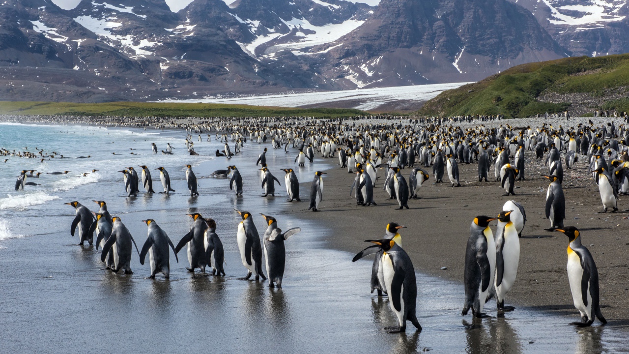 Много пингвинов у воды на фоне гор