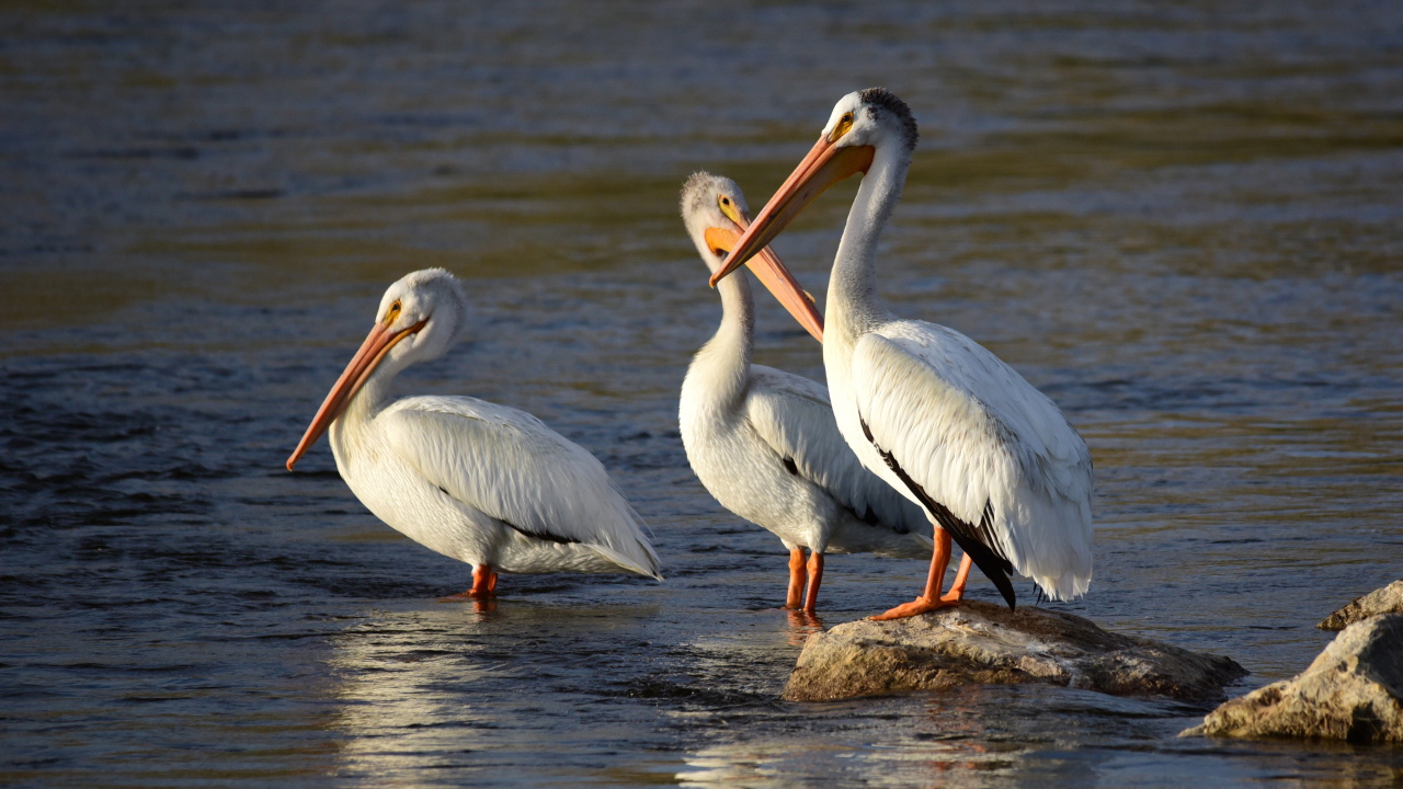 Три больших пеликана в воде 