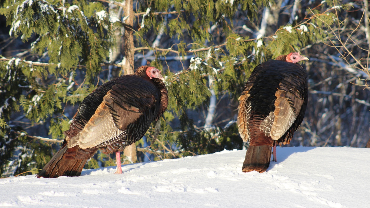 Two wild turkeys in the snow in the forest