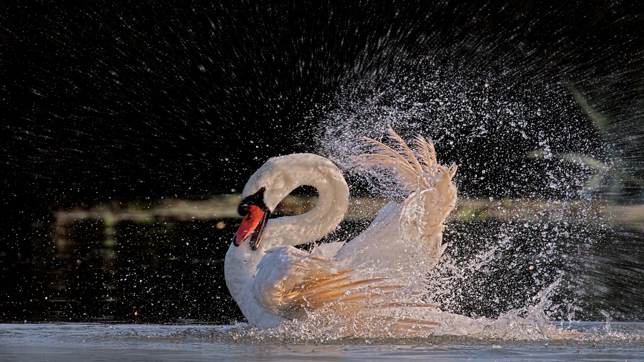 Белый лебедь бьет крыльями в воде 