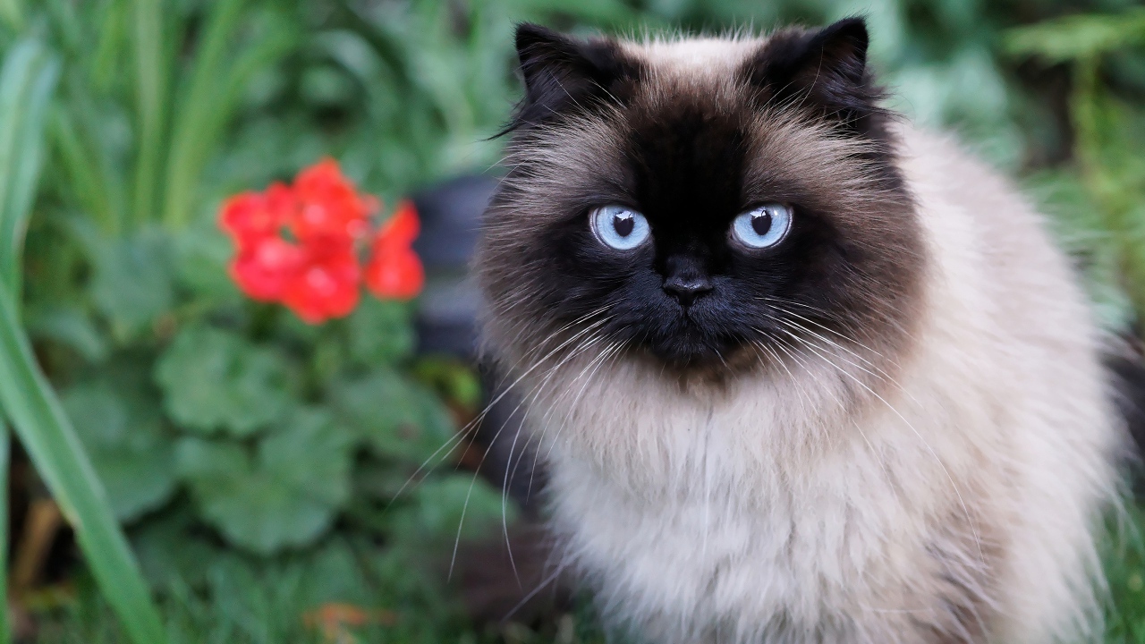 Красивый пушистый голубоглазый кот 