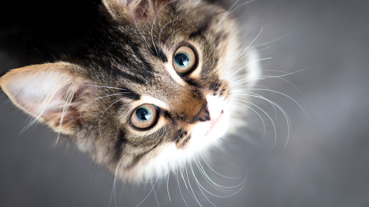 Красивый серый кот смотрит вверх 