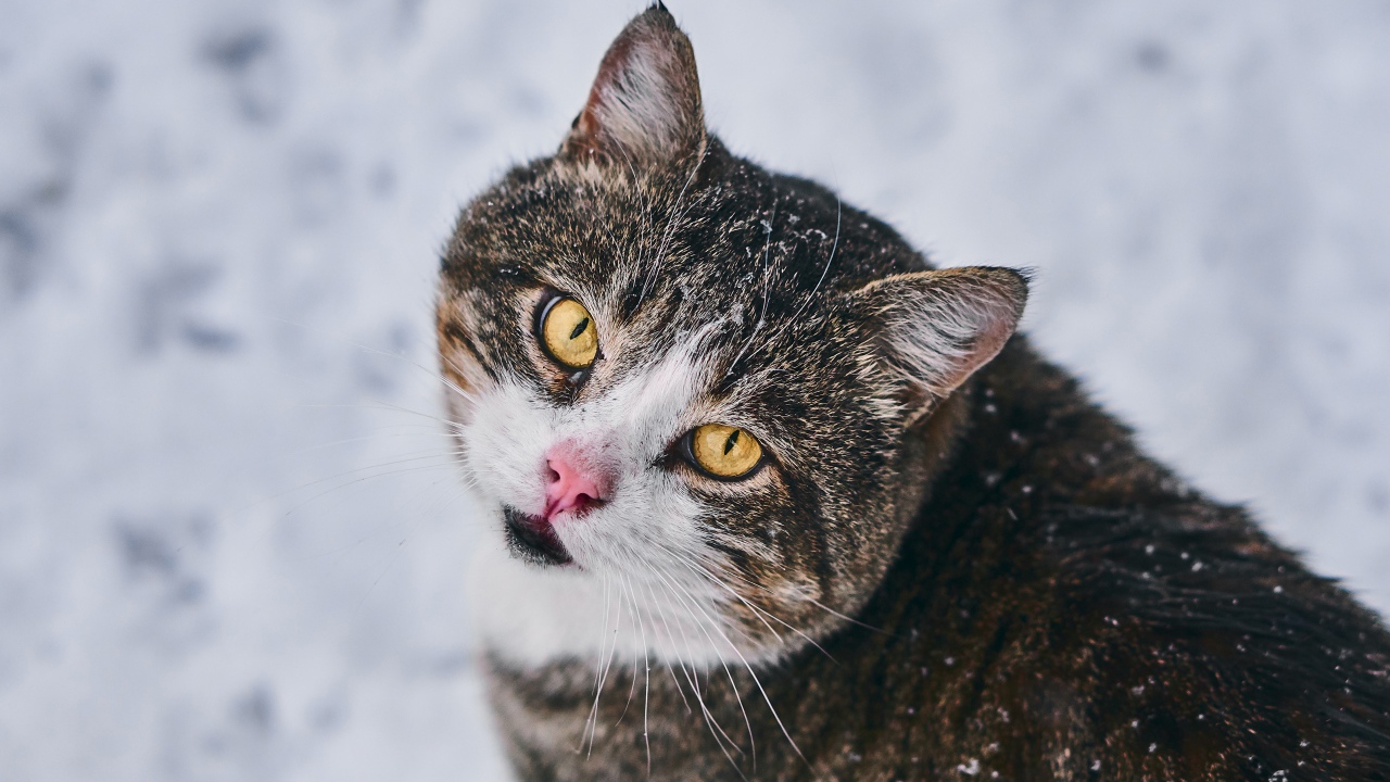 Красивый серый кот с желтыми глазами