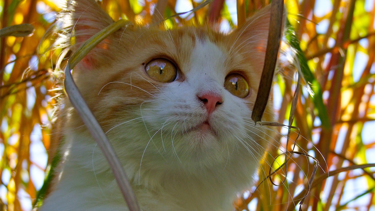 Красивый котенок с желтыми глазами сидит в траве