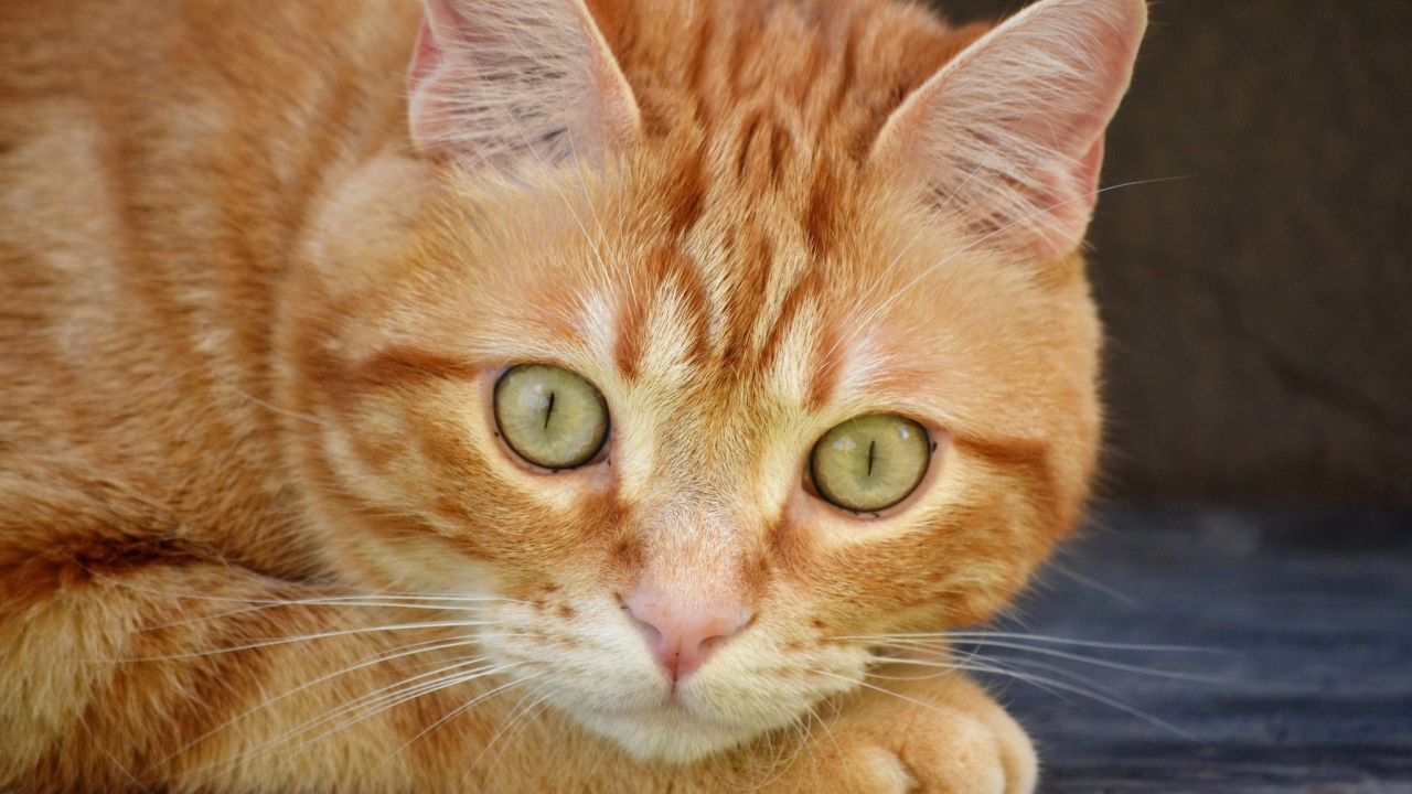 Рыжий красивый кот с большими зелеными глазами