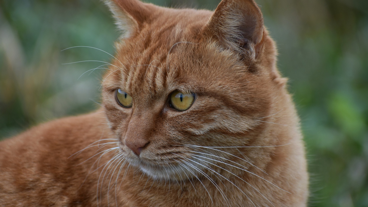 Большой рыжий кот с желтыми глазами смотрит 