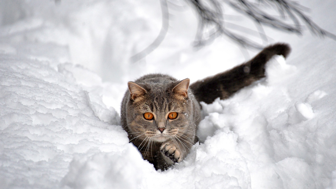 Большой серый кот пробирается по снегу