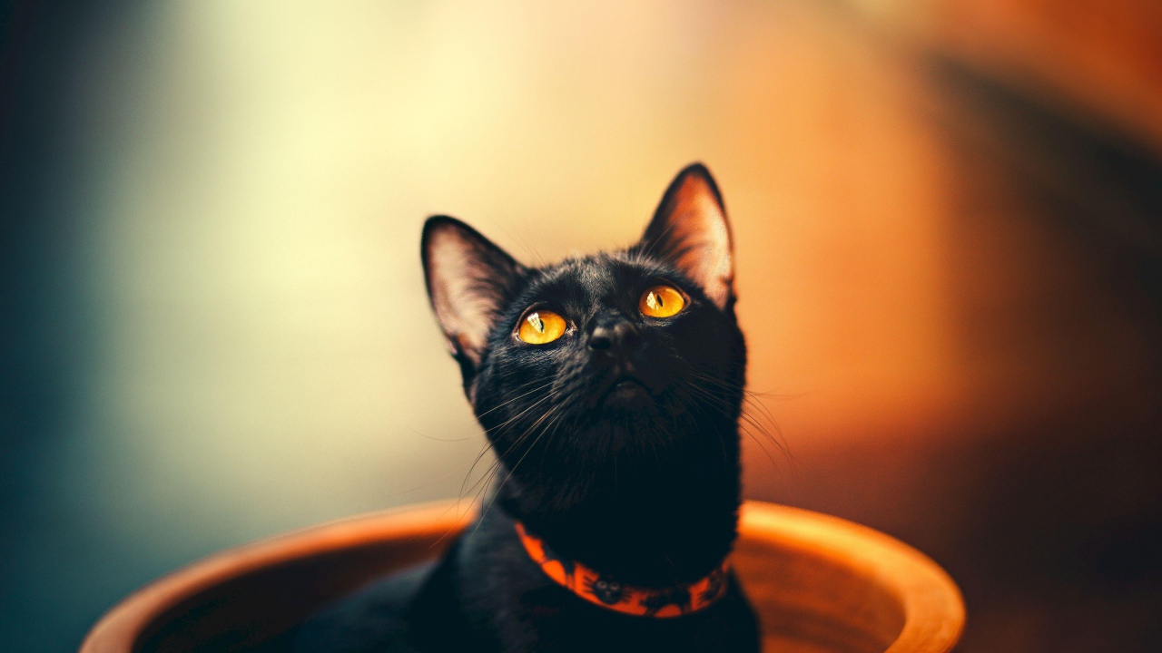 Черный кот с оранжевыми глазами в ошейнике