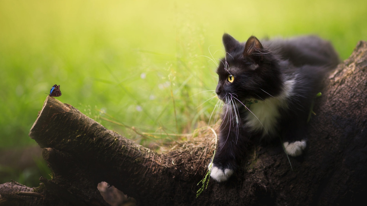 Черный котенок смотрит на бабочку на дереве 