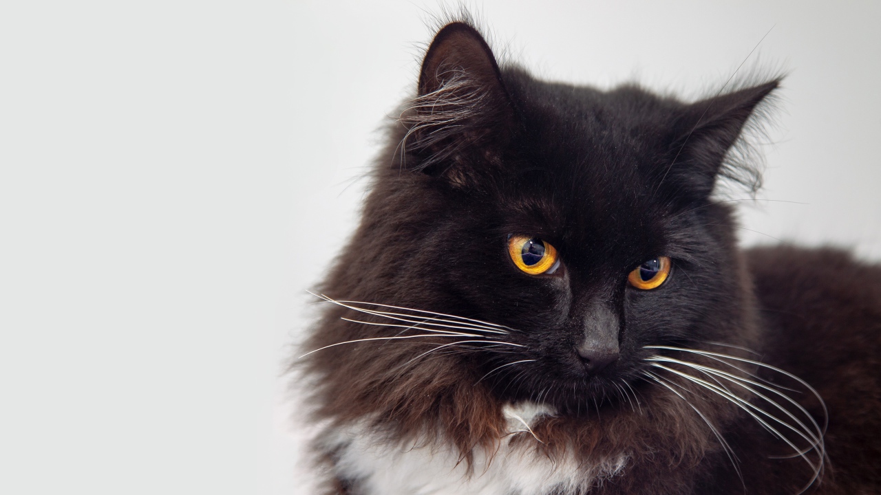 Пушистый черный кот с оранжевыми глазами морда крупным планом