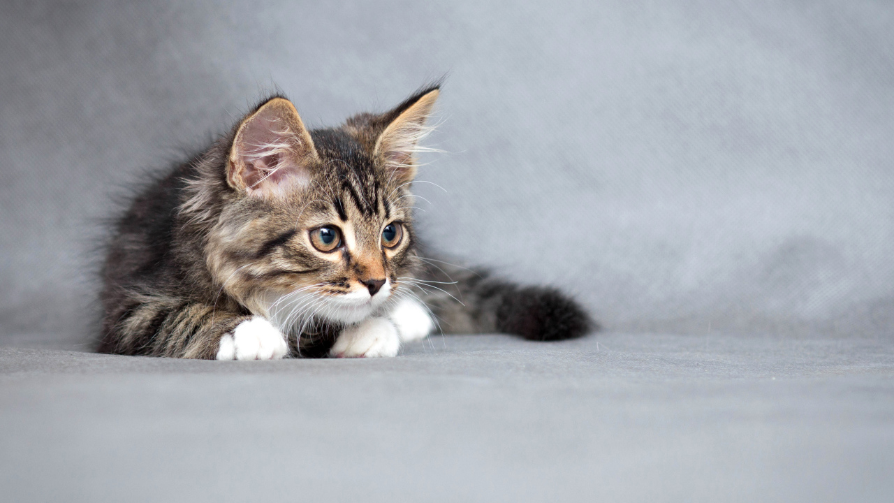 Fluffy gray kitten on a gray background