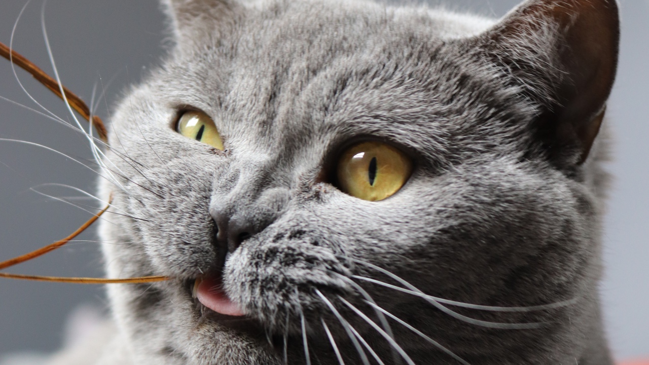 Забавный породистый британский кот грызет нитку