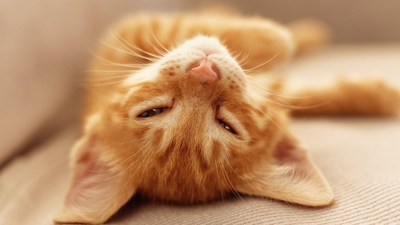 Рыжий котенок дремлет на кровати