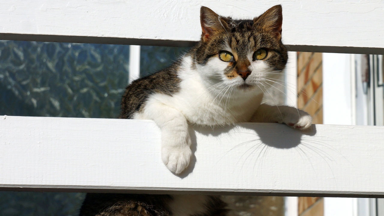 Серая с белым кошка у забора