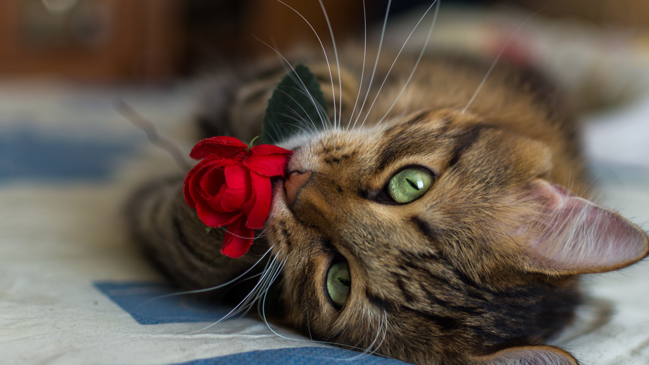 Серый кот лежит на кровати с розой в зубах 