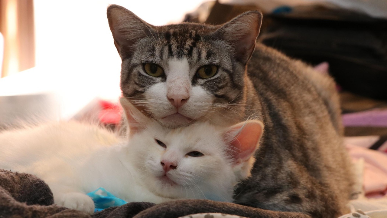 Серая кошка с белым котенком 