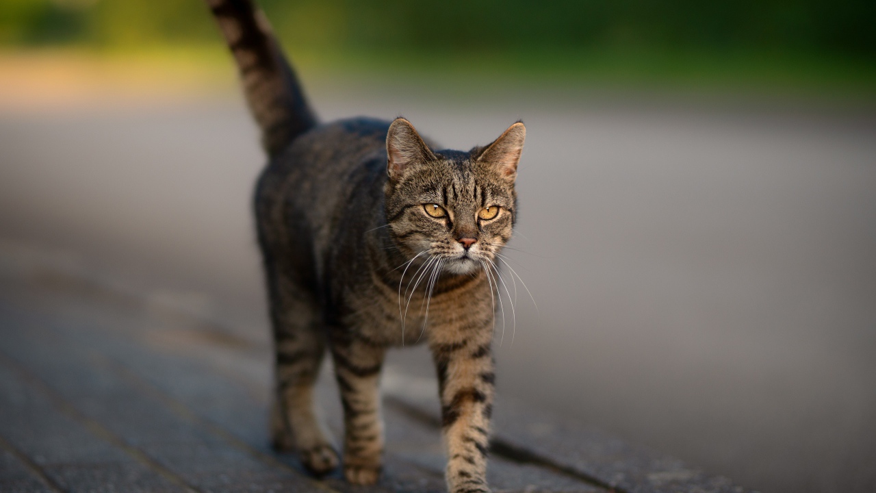Серая кошка с желтыми глазами идет по дороге