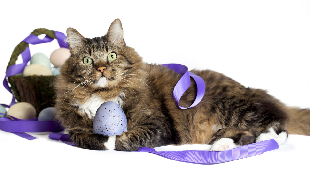 Серый пушистый кот с пасхальными яйцами на белом фоне
