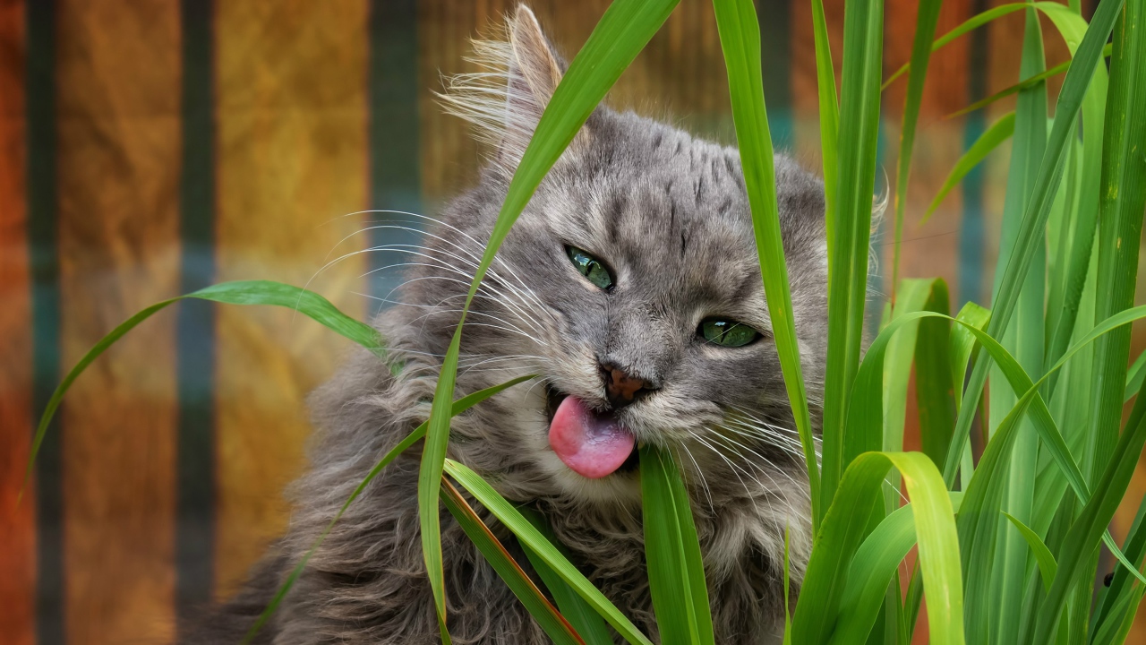 Серый зеленоглазый кот ест траву