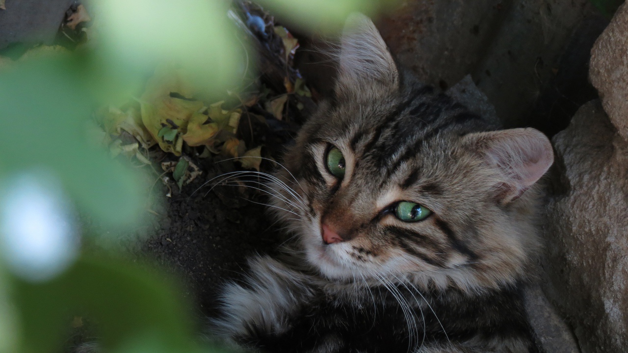 Серый зеленоглазый кот лежит на земле у камня