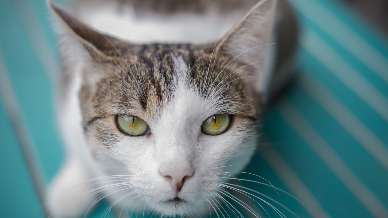 Серый с белым кот морда крупным планом