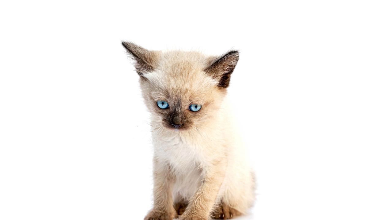 Маленький голубоглазый сиамский котенок на белом фоне