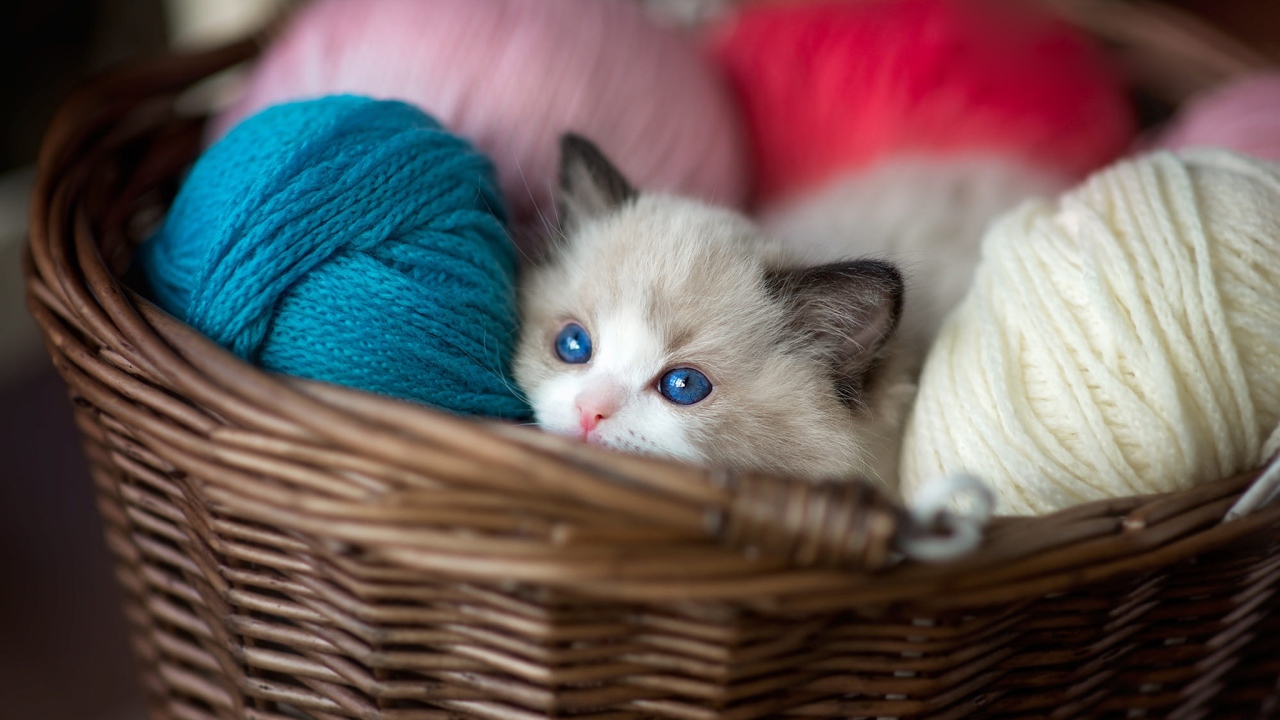 Маленький голубоглазый котенок в корзине с пряжей 