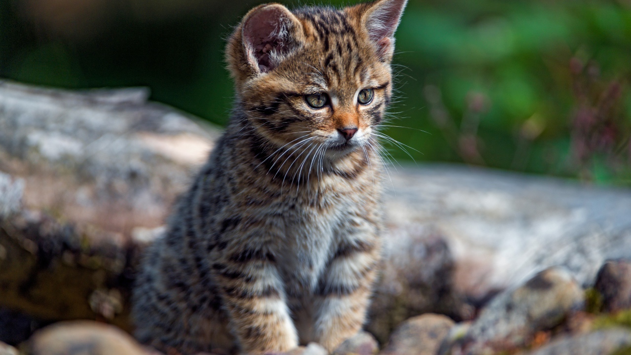 Маленький любопытный серый котенок на сухом дереве