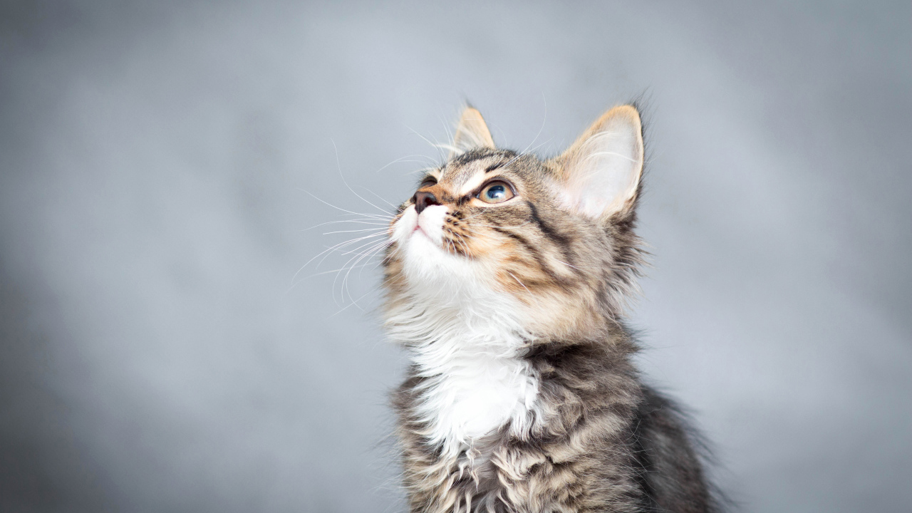 Маленький котенок смотрит вверх на сером фоне