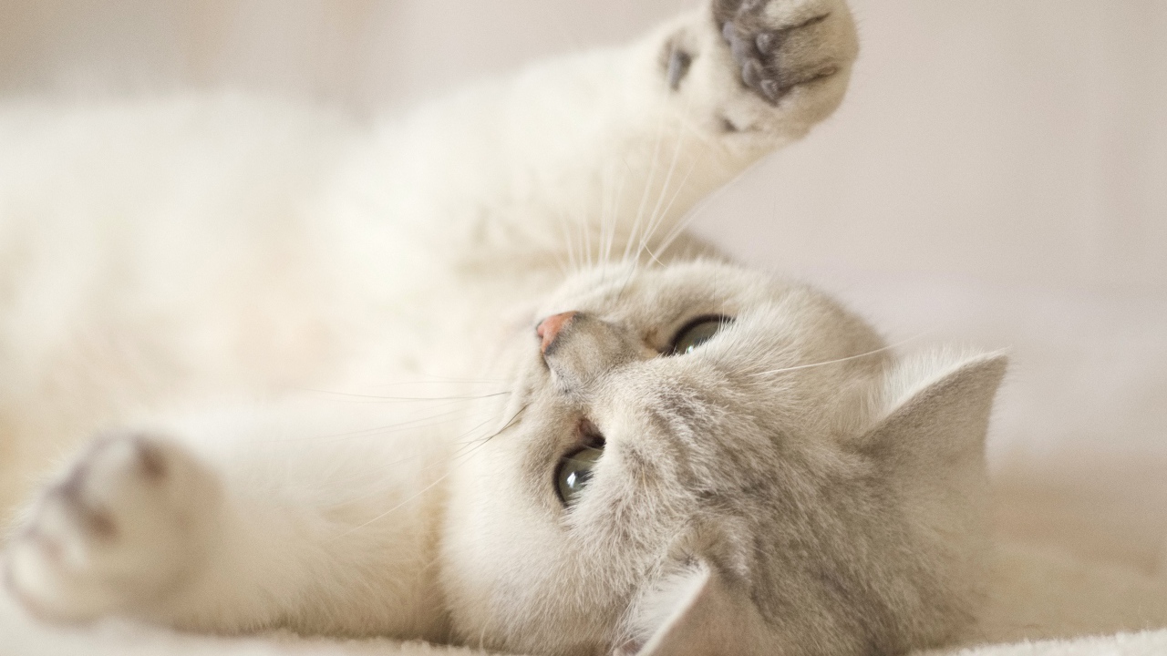 Породистый кот играет на кровати 