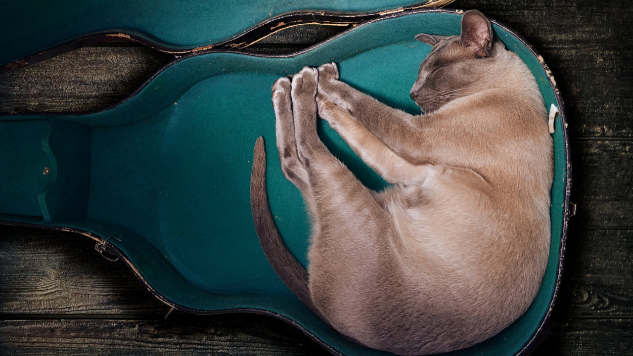 Породистый кот спит в футляре для гитары