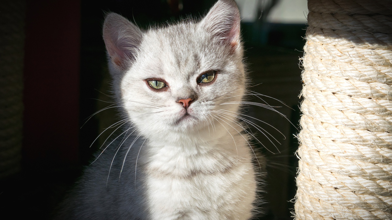 Породистый серый котенок сидит у когтеточки