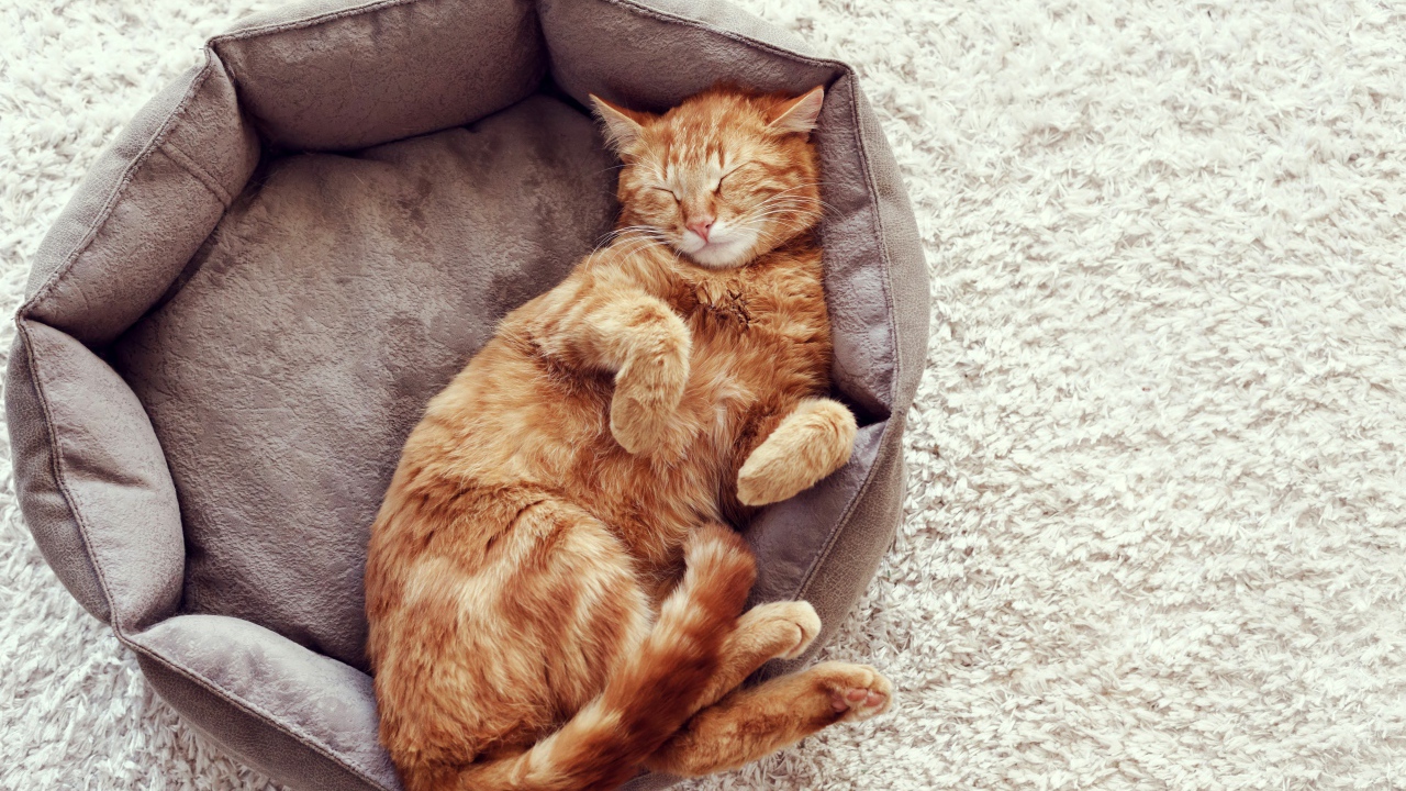 Red cat sleeping in bed