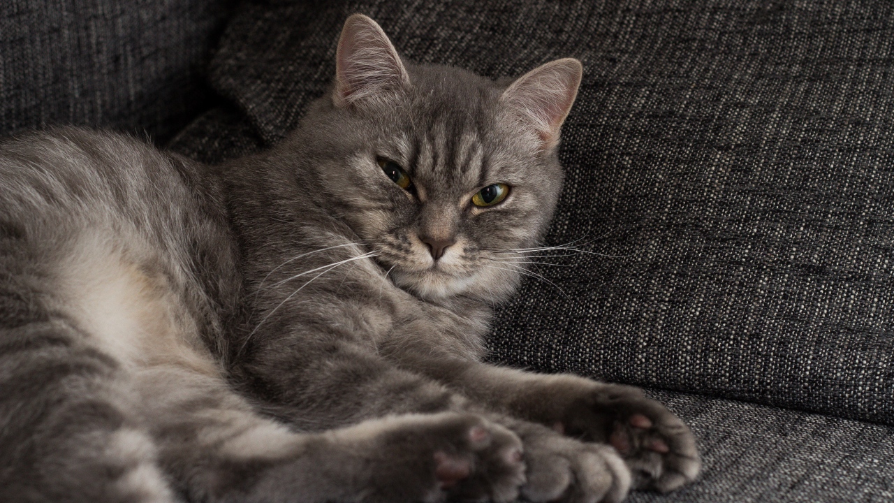 Серьезный серый кот лежит на диване 