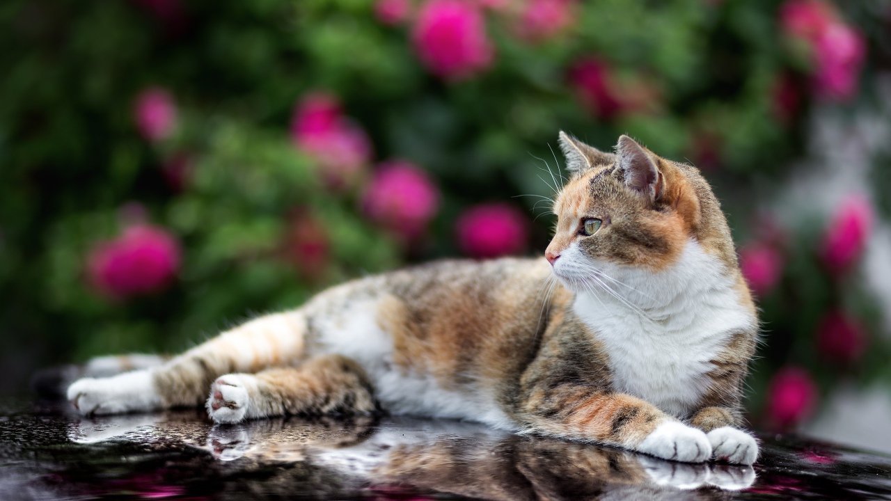 Трехцветная кошка лежит на машине 