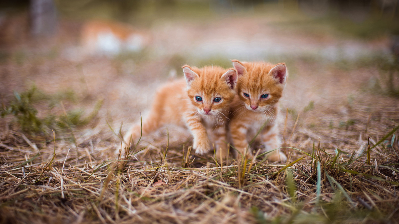 Два милых голубоглазых котенка на траве