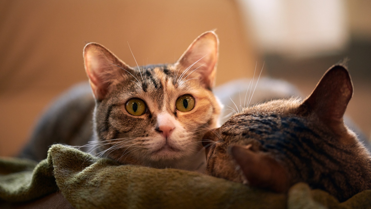 Две серых кошки лежат на кровати 