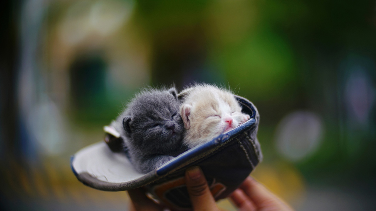Два маленький милых котенка в шапке 