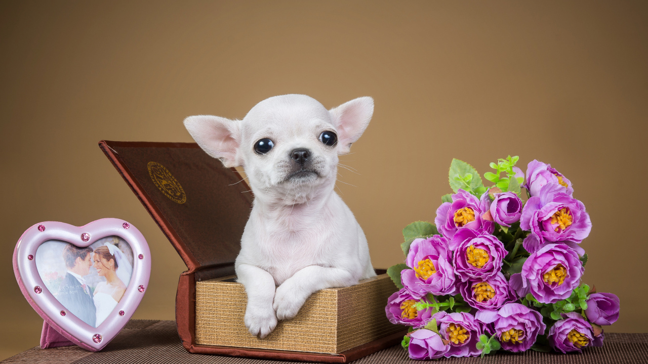 Маленький белый щенок чихуахуа сидит с шкатулке с цветами и рамкой для фото 