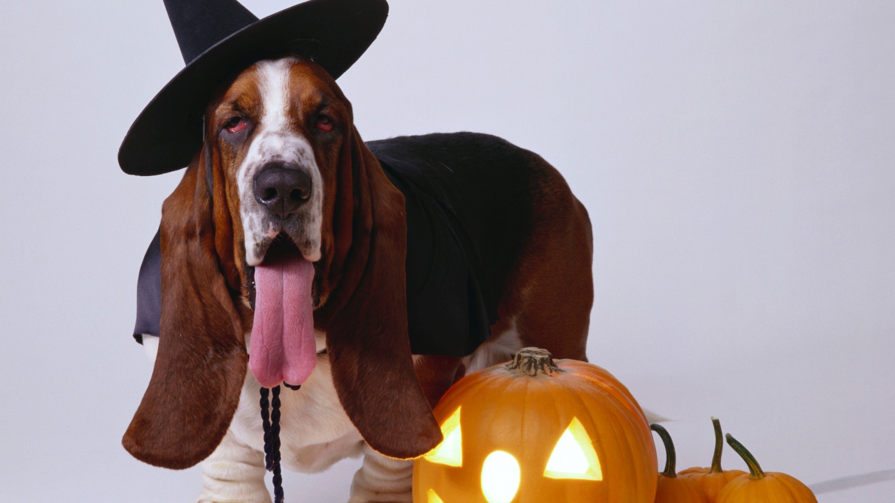 Собака породы бассет хаунд с тыквой на сером фоне на Хэллоуин 