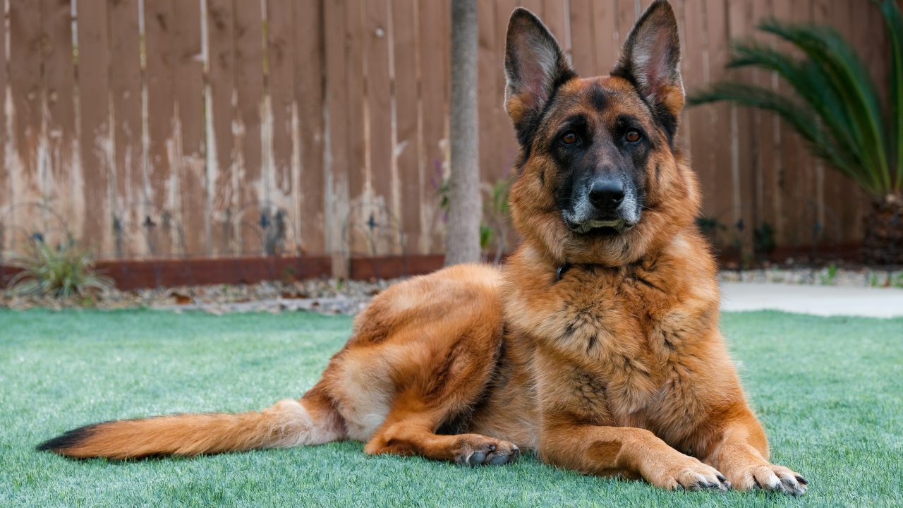 Большая красивая овчарка лежит на зеленой траве