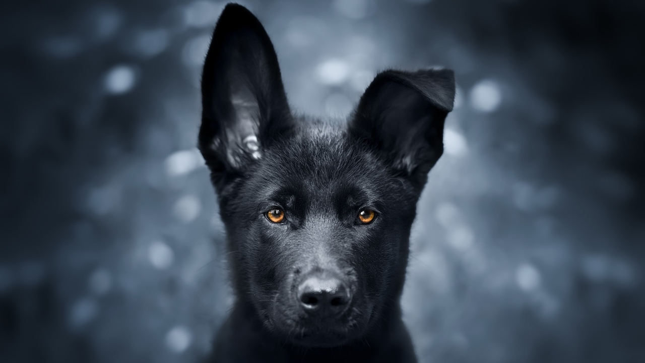 Черный щенок овчарки с опущенным ухом 