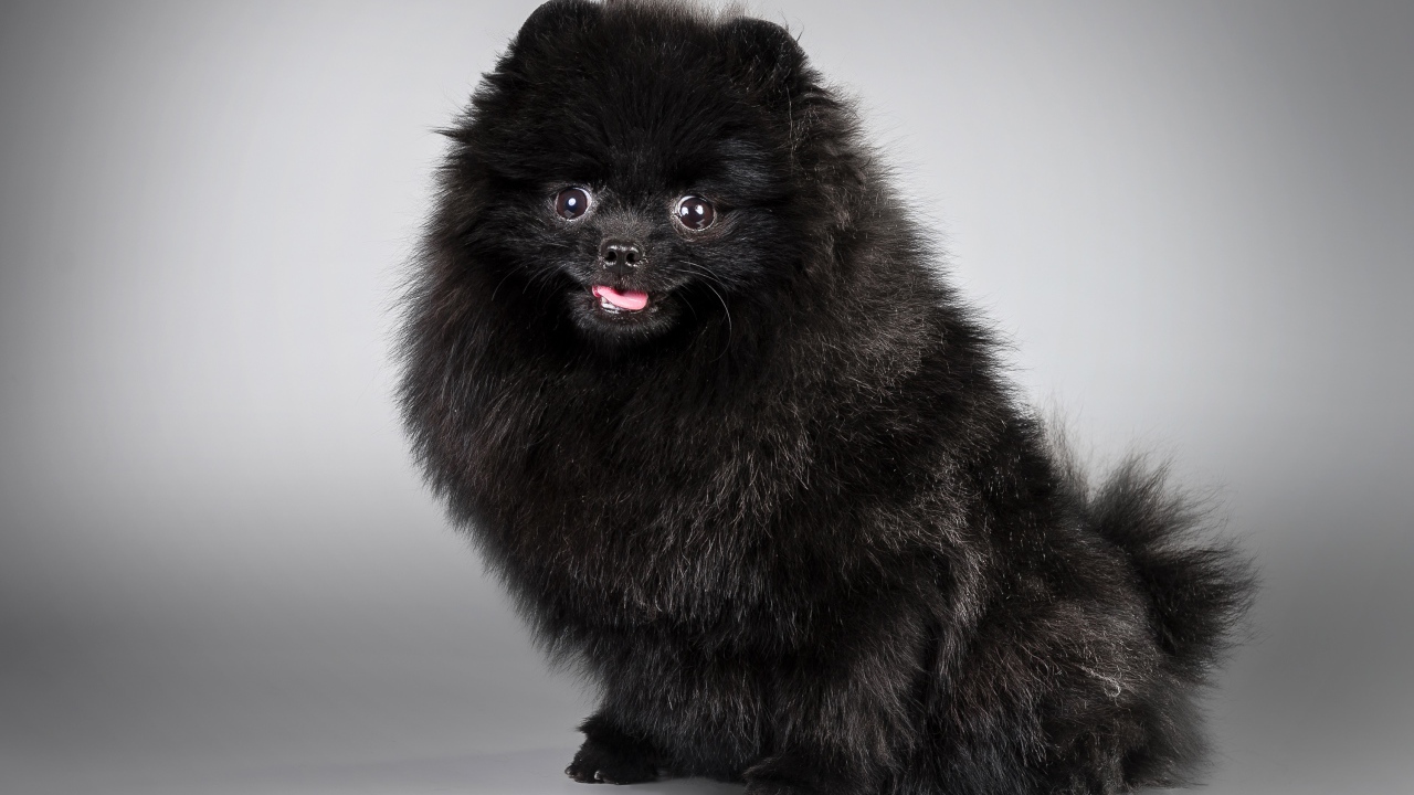 Черный пушистый шпиц на сером фоне