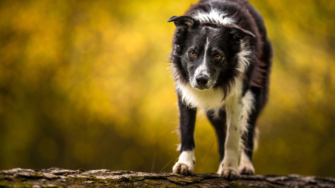 Бордер колли стоит на сухом дереве 