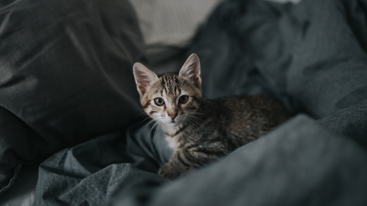 Милый серый котенок лежит на сером покрывале